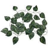 ریسه برگ پتوس