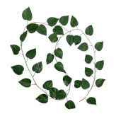 ریسه برگ پتوس