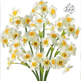 شاخه گل نرگس بسته 3 عددی