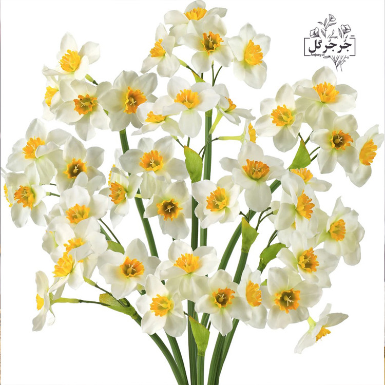 شاخه گل نرگس بسته 3 عددی